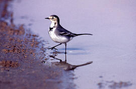 Xàtxero blanc ("Motacilla alba")