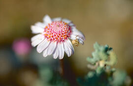 Margalida ("Bellis perennis")