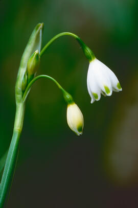Assa ("Leucojum aestivum")