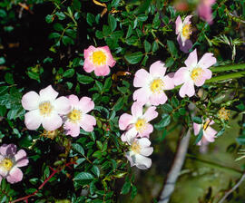 Roser silvestre ("Rosa canina L.")