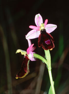 Orquídia ("Ophrys balearica")