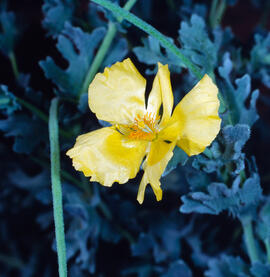 Cascall marí ("Glaucium flavum")