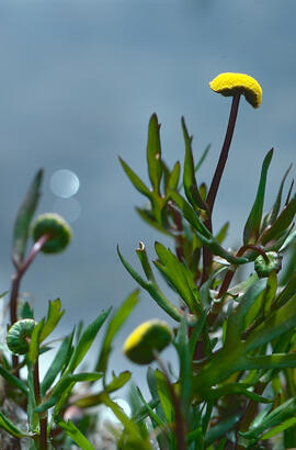 Cotula ("Cotula coronopifolia")