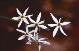 Narcís ("Narcissus obsoletus")