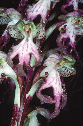 Mosques grosses ("Himantoglossum robertianum")