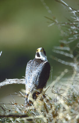Falcó ("Falco peregrinus")