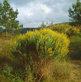 Botja de cuques ("Anthyllis cytisoides")