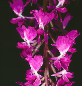 Orquídia ("Orchis palustris")