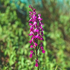 Orquídia ("Orchis palustris")