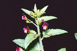 Escrofulària ("Scrophularia nodosa")