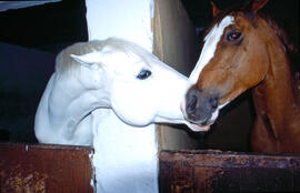 Primer pla de dos cavalls