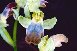 Mosca vermella ("Ophrys tenthredinifera")