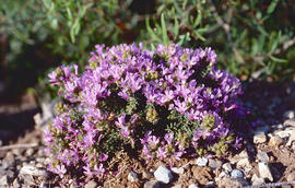 Bruc de mar ("Frankenia laevis")