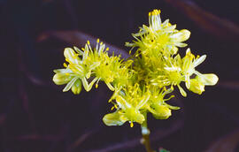 Crespinell gros ("Sedum sediforme")