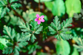 Gerani ("Geranium dissectum")