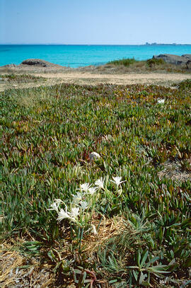 Lliri de mar ("Pancratium maritimum")
