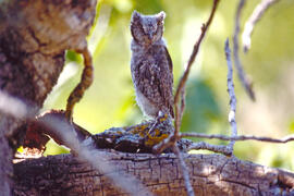 Mussol jove ("Otus scops")