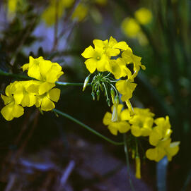 Vinagrella ("Oxalis pes-caprae")