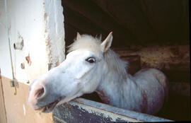Cavall a l'estable