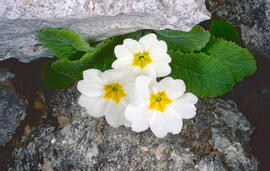 Primavera blanca ("Primula vulgaris")