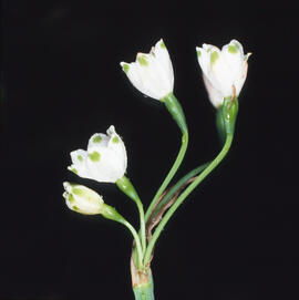 Assa ("Leucojum aestivum")