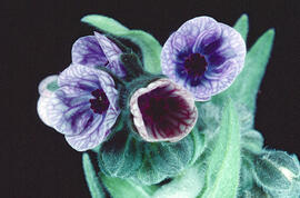 Llapassera ("Cynoglossum creticum")