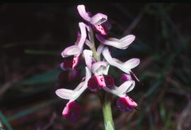 Orquídia ("Orchis mascula")