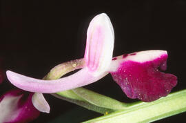 Orquídia ("Orchis mascula")