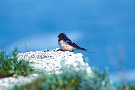 Oronella ("Hirundo rustica")