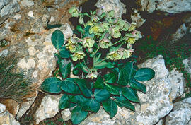 "Helleborus lividus"