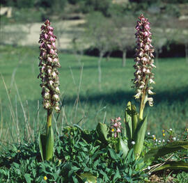 Mosques grosses ("Himantoglossum robertianum")
