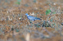 Tudó ("Columba palumbus")