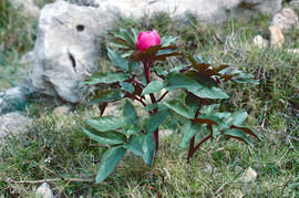 Peònia ("Paeonia mascula")