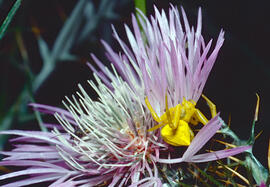 Aranya cranc ("Thomisus onustus")