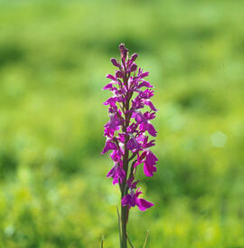 Orquídia ("Orchis palustris")