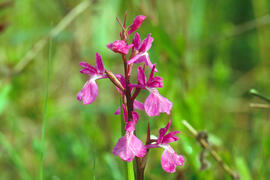 Botons de gos ("Anacamptis palustris")