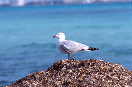Gavina roja ("Larus audouinii")