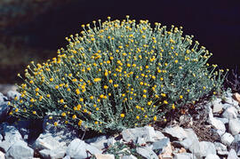Camamilla groga ("Santolina chamaecyparissus")