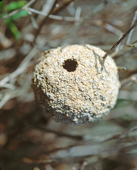 PENDENT D'IDENTIFICAR