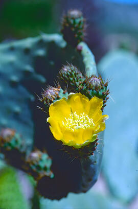Figuera de moro ("Opuntia ficus-indica")