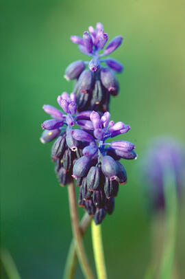 All de bruixa ("Muscari neglectum")