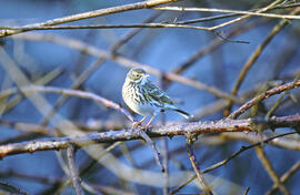 Titina ("Anthus pratensis")