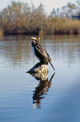 Corpatassa ("Phalacrocorax carbo")