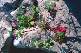 Gerani ("Geranium dissectum")