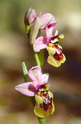 Mosca vermella ("Ophrys tenthredinifera")