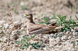 Sebel·lí ("Burhinus oedicnemus")
