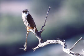 Falcó ("Falco peregrinus")