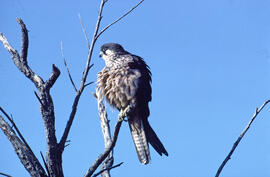 Falcó ("Falco peregrinus")