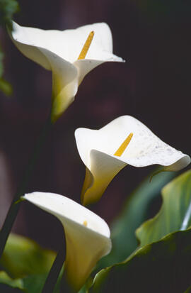 Lliri d'aigua ("Zantedeschia aethiopica")