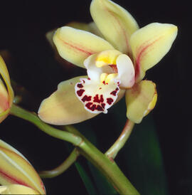 Orquídia barca ("Cymbidium")